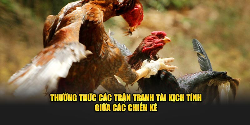 Thưởng thức các trận tranh tài kịch tính giữa các chiến kê