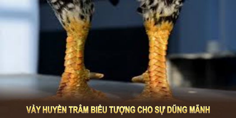 Vảy huyền trâm biểu tượng cho sự dũng mãnh và may mắn trong gà chọi