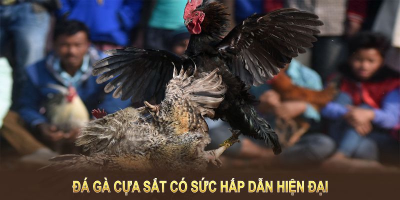 Đá gà cựa sắt là môn thể thao vừa mang tính truyền thống, vừa có sức hấp dẫn hiện đại