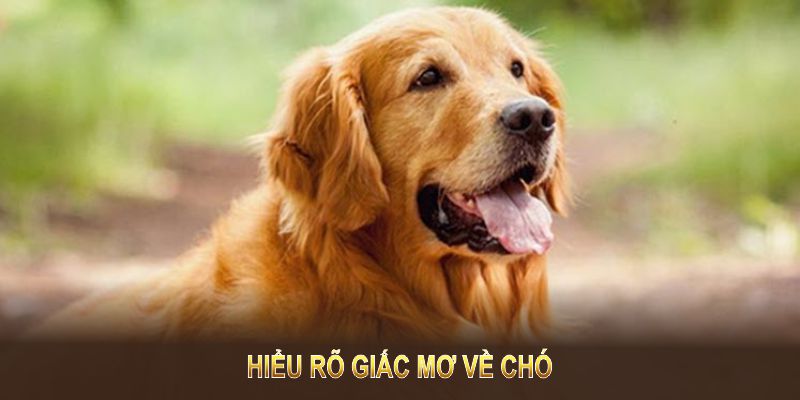 Hiểu rõ giấc mơ về chó giúp bạn tìm thấy lời giải cho nhiều khía cạnh cuộc sống